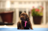 Picture of very young chocolate Labrador Retriever puppy