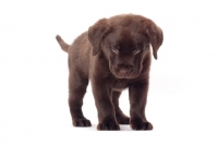 Picture of very young chocolate Labrador Retriever puppy