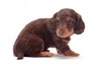 Picture of very young Chocolate Tan coloured longhaired miniature Dachshund puppy