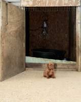 Picture of very young Dogue de Bordeaux puppy