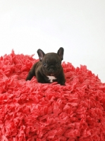 Picture of very young French Bulldog puppy
