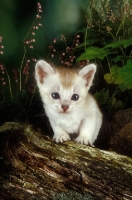 Picture of very young kitten on a log