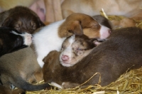 Picture of very young Lurcher puppies