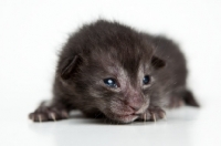 Picture of very young Peterbald kitten, 1 week old