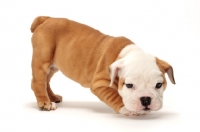 Picture of very young red and white Bulldog puppy
