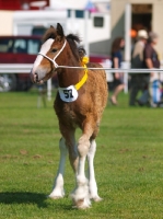 Picture of very young Shire horse at show