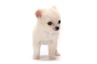 Picture of very young smooth coated Chihuahua puppy on white background