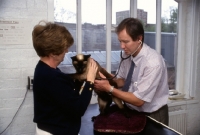 Picture of vet, greg simpson, examining a seal point siamese cat being held by owner