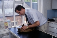 Picture of vet, neil forbes, examining a seal point siamese cat 