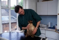 Picture of vet, neil forbes, examining a seal point siamese cat 