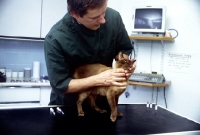 Picture of vet, neil forbes, examining cat