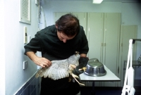 Picture of vet, neil forbes, examining the wing of an osprey