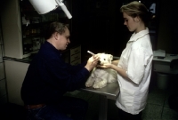 Picture of vet working on the eye of west highland white terrier in germany