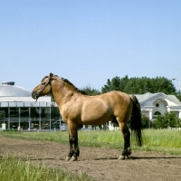 Picture of viatka pony at moscow exhibition of economic achievement, eyes are shut with ears back