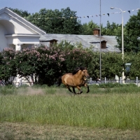 Picture of viatka pony galloping at moscow exhibition of economic achievement