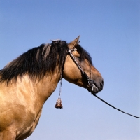 Picture of viatka pony with decorated bridle, head study