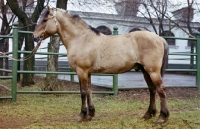 Picture of viatka pony