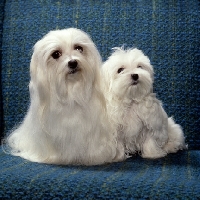 Picture of vicbrita delectabelle,   maltese and puppy sitting on a sofa