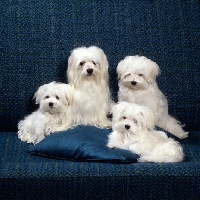 Picture of vicbrita delectabelle & her  three puppies,  maltese, sitting on sofa