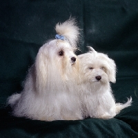 Picture of vicbrita melisande and vicbrita petit point, maltese and puppy sitting together