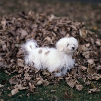 Picture of vicbrita petit point,  maltese  in leaves