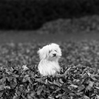 Picture of vicbrita petit point, maltese puppy in a pile of leaves