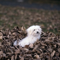 Picture of vicbrita petit point, maltese sitting in a pile of leaves