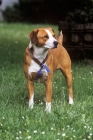 Picture of victor vom tilburg roem, austrian shorthaired pinscher front view