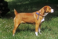 Picture of victor vom Ttilburg roem, austrian shorthaired pinscher on grass