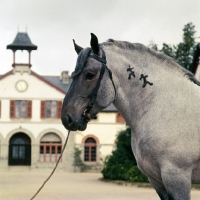 Picture of Victorin,  Breton stallion with brand, trait breton, head and shoulders, at Lamballe