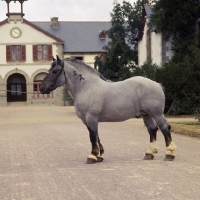 Picture of Victorin, Breton with brand, trait-breton