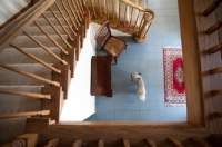 Picture of View of Cairn terrier on tile floor in home, taken from 2nd floor.