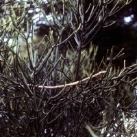 Picture of vine snake  posed by c j p ionides in tanzania