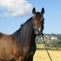 Picture of Vinvara T 1680, DÃ¸le pony head and shoulders
