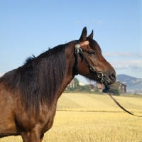 Picture of Vinvara T 1680, DÃ¸le pony in Norway head and shoulders side view