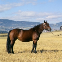 Picture of Vinvara T 1680, DÃ¸le pony in Norway full body 