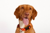 Picture of Viszla mix breed dog portrait