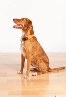 Picture of Viszla mix breed dog