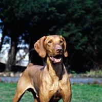 Picture of vizsla looking surprised