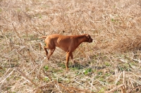 Picture of Vizsla pointing at game with hind leg held high