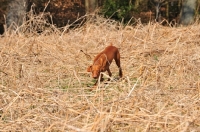 Picture of Vizsla pointing at game with hind leg held high
