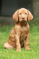 Picture of Vizsla puppy, sitting on grass