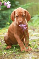 Picture of Vizsla puppy smelling flower
