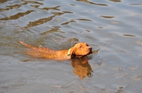 Picture of Vizsla swimming