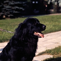 Picture of vodolaz sitting on lawn