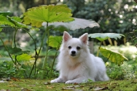 Picture of Volpino Italiano (aka Italian Spitz)