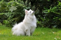 Picture of Volpino Italiano sitting on grass