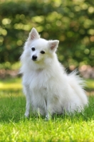 Picture of Volpino Italiano sitting on grass