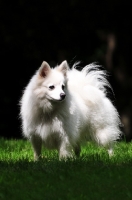 Picture of Volpino Italiano standing on grass