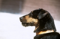 Picture of von der dachsberg ,german hunt terrier, portrait